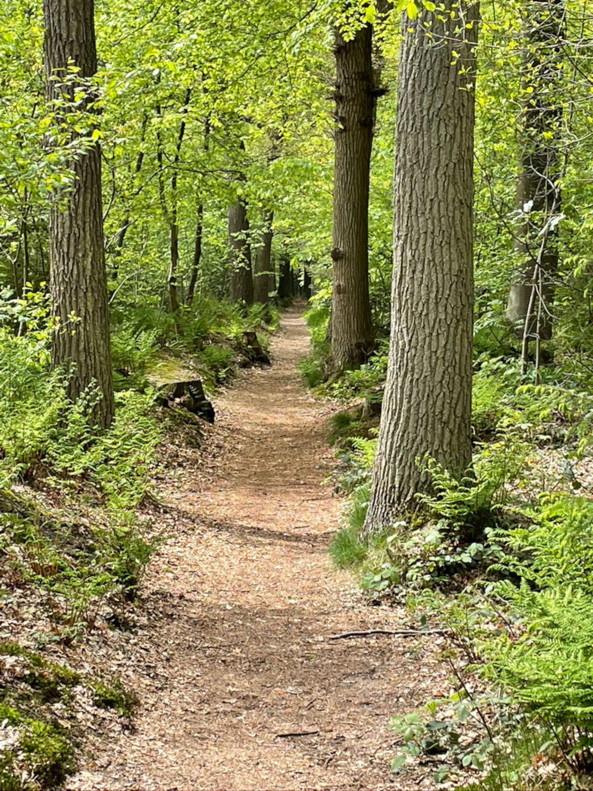 Mooi paadsje Mirnserbos