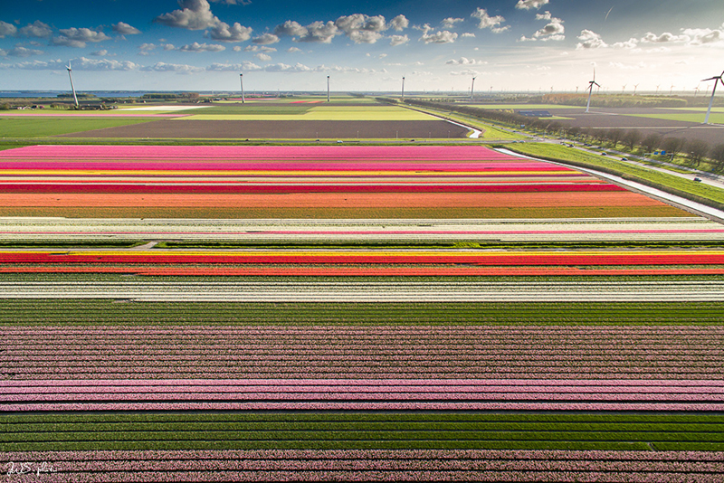 tulpenroute vanuit vakantiehuisjeinlemmer